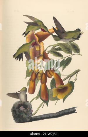 Art inspired by The Birds of America from Drawings Made in the United States, 1842, Illustrations: lithography, hand-colored, book: 10 7/16 x 6 11/16 in. (26.5 x 17 cm), Books, Classic works modernized by Artotop with a splash of modernity. Shapes, color and value, eye-catching visual impact on art. Emotions through freedom of artworks in a contemporary way. A timeless message pursuing a wildly creative new direction. Artists turning to the digital medium and creating the Artotop NFT Stock Photo