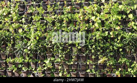 Green plant growing on the wall Stock Photo