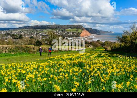 Sidmouth, Devon, UK.  4th March 2022.  UK Weather.  Walkers enjoying the view of the Daffodils in full bloom next to the South West Coast Path on Peak Hill at the seaside resort of Sidmouth in Devon on a day of warm spring sunshine.   The daffodils were planted as part of a project by the Sid Valley Association to plant a million bulbs after a generous gift by the late Keith Owen for conservation and natural heritage.  Picture Credit: Graham Hunt/Alamy Live News. Stock Photo