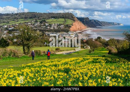 Sidmouth, Devon, UK.  4th March 2022.  UK Weather.  Walkers enjoying the view of the Daffodils in full bloom next to the South West Coast Path on Peak Hill at the seaside resort of Sidmouth in Devon on a day of warm spring sunshine.   The daffodils were planted as part of a project by the Sid Valley Association to plant a million bulbs after a generous gift by the late Keith Owen for conservation and natural heritage.  Picture Credit: Graham Hunt/Alamy Live News. Stock Photo