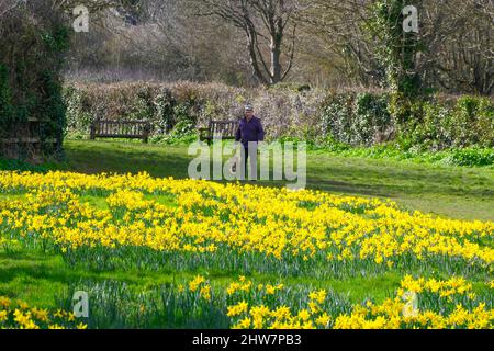 Sidmouth, Devon, UK.  4th March 2022.  UK Weather.  Walkers enjoying the view of the Daffodils in full bloom next to the South West Coast Path on Peak Hill at the seaside resort of Sidmouth in Devon on a day of warm spring sunshine.   The daffodils were planted as part of a project by the Sid Valley Association to plant a million bulbs after a generous gift by the late Keith Owen for conservation and natural heritage.  Picture Credit: Graham Hunt/Alamy Live News. Stock Photo