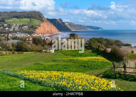 Sidmouth, Devon, UK.  4th March 2022.  UK Weather.  Daffodils in full bloom next to the South West Coast Path on Peak Hill at the seaside resort of Sidmouth in Devon on a day of warm spring sunshine.   The daffodils were planted as part of a project by the Sid Valley Association to plant a million bulbs after a generous gift by the late Keith Owen for conservation and natural heritage.  Picture Credit: Graham Hunt/Alamy Live News. Stock Photo