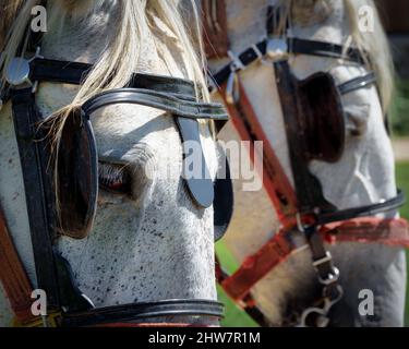 Two horses in harnesses stand near a midwest field in Greenbush, Wisconsin. Stock Photo