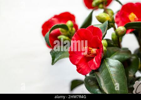 red flowers, with white negative empty space Stock Photo