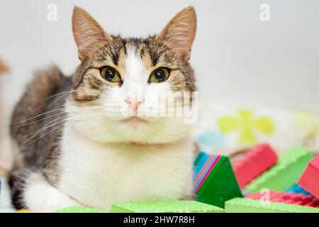 portrait of an european cat resting  on toys Stock Photo