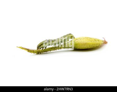 Helicoverpa armigera moth larva, fall armyworm, orchard pest, isolated on white background next to a tender shoot Stock Photo
