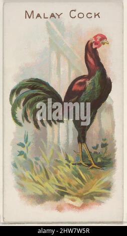 cock cigarettes Art inspired by Malay Cock, from the Prize and Game Chickens series (N20)  for Allen & Ginter Cigarettes, 1891, Commercial color lithograph, Sheet: 2  3/4 x 1 1/2 in. (7 x 3.8 cm), Trade cards from the 'Prize and Game  Chickens' series (N20),