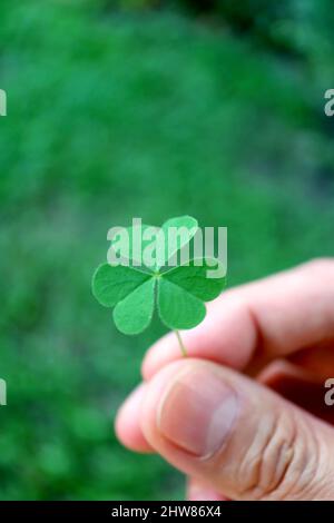 Closeup Vibrant Green Shamrock in Man's Hand with Blurry Green Field in Background Stock Photo