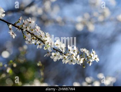 White blossom on cherry apple tree blooming in Springtime with blurred blue background. Spring season in Dublin, Ireland Stock Photo