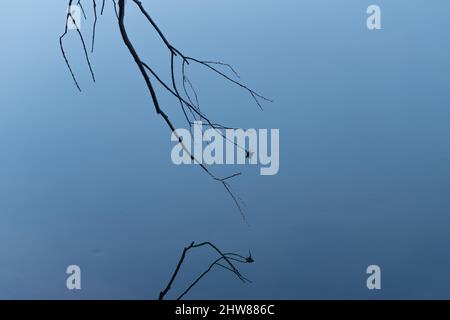 Landscape of willow tree twig with one dry leaf reflecting in still blue water Stock Photo