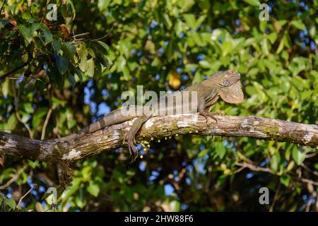 An iguana rests on a tree branch in the sun in Tortuguero National Park, Limon Province, Costa Rica, Central America Stock Photo