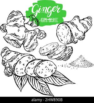 beautiful set of sketch ginger. hand-drawn illustration Stock Vector