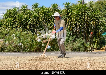 A Costa Rican labourer rakes coffee beans to dry them in the sun at the Doka Coffee Estate, Alajuela, Costa Rica, Central America Stock Photo