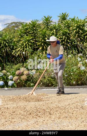 A Costa Rican labourer rakes coffee beans to dry them in the sun at the Doka Coffee Estate, Alajuela, Costa Rica, Central America Stock Photo