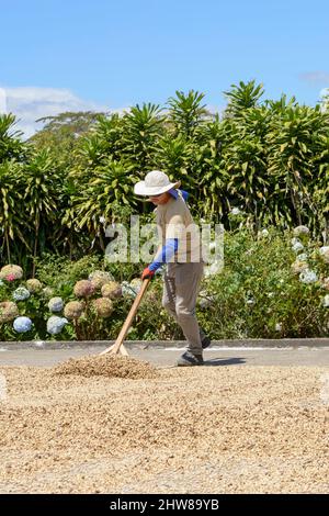 A Costa Rican labourer rakes coffee beans to dry them in the sun at the Doka Coffee Estate, Alajuela, Costa Rica, Central America Stock Photo