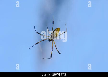 Golden Silk Orb Weaver spider (Trichonephila clavipes), Costa Rica.  Aka golden silk spider or banana spider. Formerly known as Nephila clavipes Stock Photo