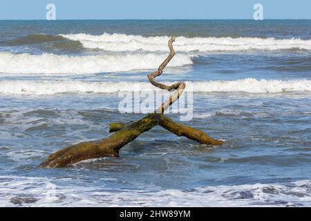 A fallen tree branch lies in the surf on the beach in Tortuguero, Limon Province, Costa Rica, Central America Stock Photo