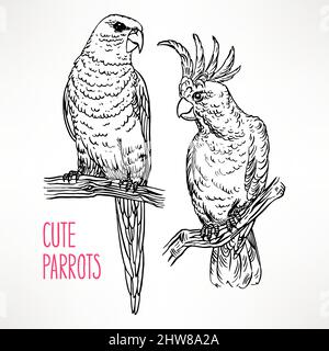 Two beautiful exotic sketch parrot. hand-drawn illustration Stock Vector