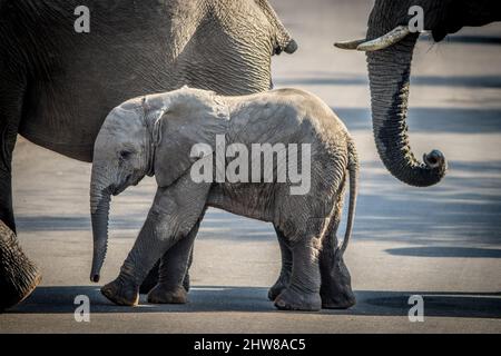 Photo of elephants and and an elephant calf crossing a road Stock Photo