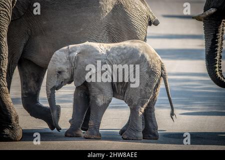 Photo of elephants and and an elephant calf crossing a road Stock Photo