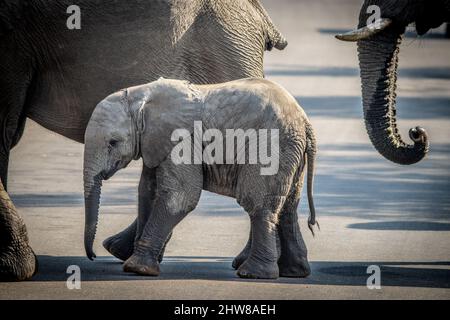 Photo of elephants and and an elephant calf crossing a road Stock Photo