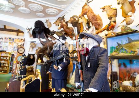 Taxidermy animals at Blackfriars Antiques shop on Tower Street, King's Lynn, England, UK Stock Photo