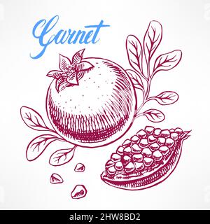 delicious ripe sketch pomegranate. hand-drawn illustration Stock Vector