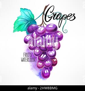 Beautiful watercolor grape bunch. hand-drawn illustration Stock Vector