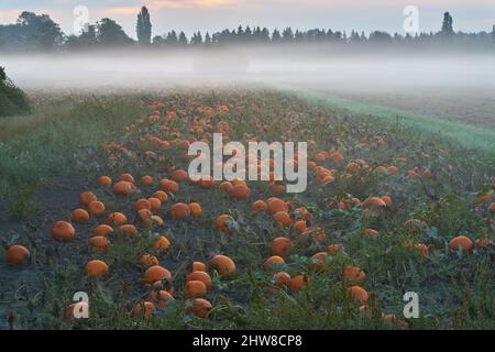 Morning Fog Pumpkin Patch Agriculture. Pumpkins ready for harvest in a foggy field. Stock Photo