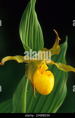 Large yellow lady's slipper orchid at Bruce Peninsula National Park Ontario Canada Stock Photo