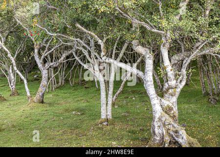 A small woodland of stunted, gnarled silver birch trees beside Loch Eishort at Tokavaig on the Sleat Peninsula in the south of the Isle of Skye, UK Stock Photo
