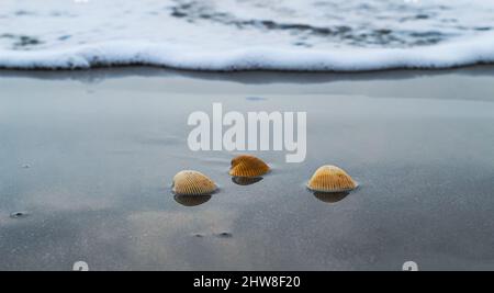 Seashell lying on the sand of the beach, half buried in the sand as the the sea wave hits it, and sea waves in the back. Stock Photo