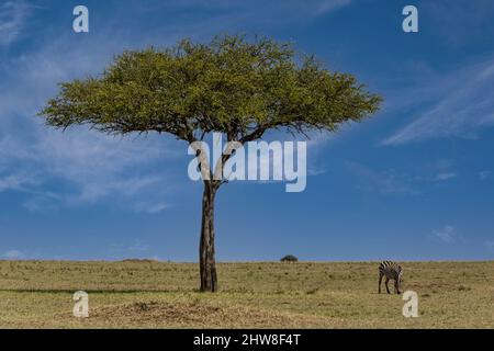 Tanzania. Serengeti. Balanites Aegyptiaca, Desert Date Tree, or Thorn Tree, or Soap Berry Tree, or Egyptian Balsam. Stock Photo
