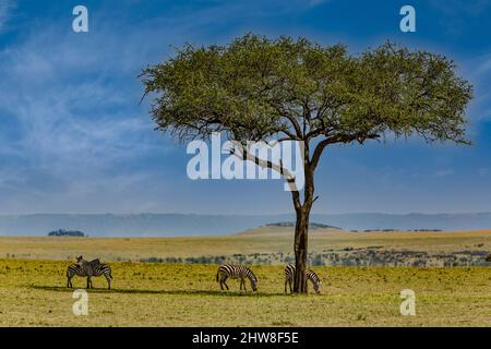 Tanzania. Serengeti. Zebra Browsing under a Balanites Aegyptiaca, Desert Date Tree, or Thorn Tree, or Soap Berry Tree, or Egyptian Balsam. Stock Photo