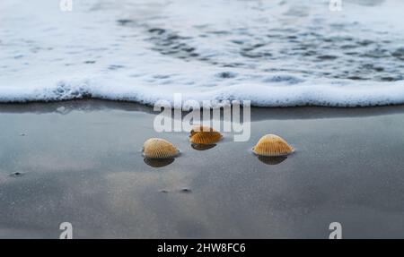 Seashell lying on the sand of the beach, half buried in the sand as the the sea wave hits it, and sea waves in the back. Stock Photo