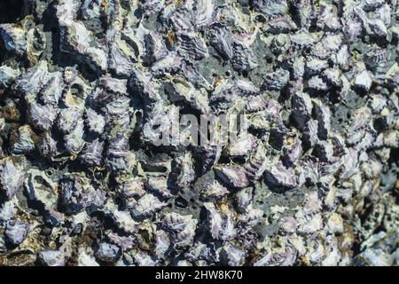 Natural coral texture and background. Seashells stuck on a rock. Stock Photo