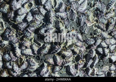 Natural coral texture and background. Seashells stuck on a rock. Stock Photo