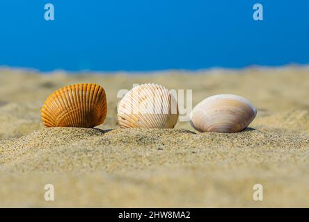 Decorative seashell dish Stock Photo - Alamy