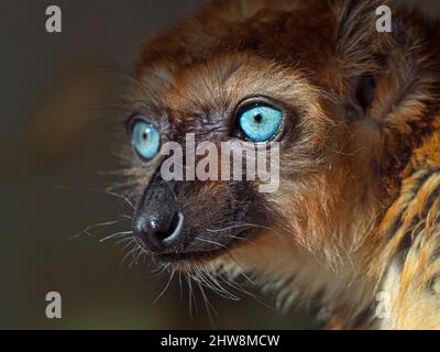 female Blue-eyed black lemur Eulemur flavifrons female also known as the Sclater's lemur Stock Photo