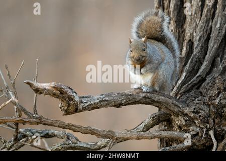 Eastern Gray Squirrel (Sciurus carolinensis), perched on limb, Autumn, E USA, by Dominique Braud/Dembinsky Photo Assoc Stock Photo