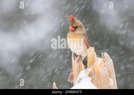 Female Northern Cardinal (Cardinalis cardinalis) perched on tree stump, snowstorm, E USA, by Dominique Braud/Dembinsky Photo Assoc Stock Photo