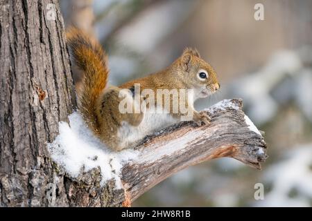 American Red squirrel (Scurius hudsonicus), scratching, perched on tree limb, Winter, E N America, by Dominique Braud/Dembinsky Photo Assoc Stock Photo