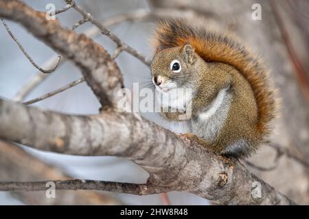 American Red squirrel (Scurius hudsonicus), perched on tree limb, Winter, E N America, by Dominique Braud/Dembinsky Photo Assoc Stock Photo