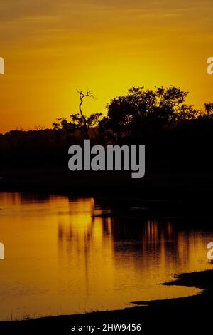 The sun sets over the Chobe River in Botswana causing a golden glow reflected in the water and silhouetting the trees in the background Stock Photo