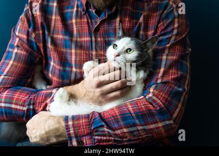 Cat in the arms of the owner. A white-gray cat is resting in the arms of a man. Emotions of love, tenderness, care. High quality photo Stock Photo