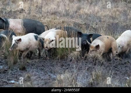 British Saddleback and Gloucester Old Spot pigs in a muddy field, UK Stock Photo