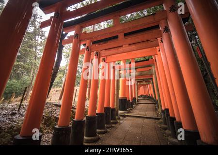 Red Torii gates in Fushimi Inari shrine in Kyoto, Japan famous place to visit Stock Photo