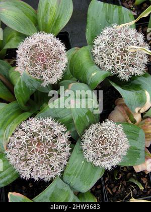 Kara Tau garlic (Allium karataviense) Ivory Queen with wide bluish-grey foliage blooms in a garden in May Stock Photo