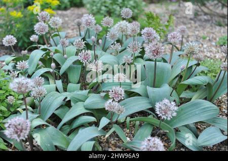 Kara Tau garlic (Allium karataviense) with wide bluish-grey foliage blooms in a garden in May Stock Photo