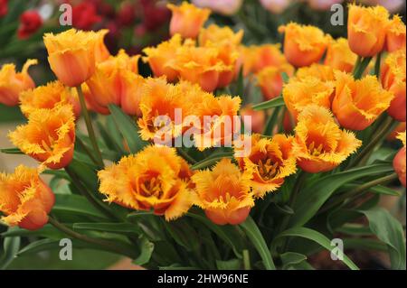 A bouquet of yellow and pink fringed tulips (Tulipa) Lambada bloom in a garden in May Stock Photo